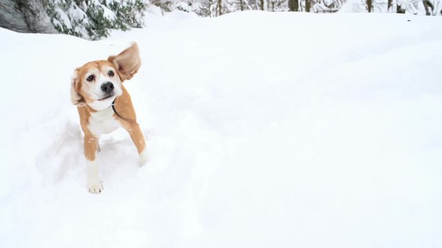 Beagle shaking off snow standing amidst banks of snow slow-motion footage. 