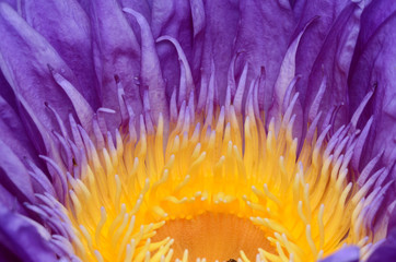 Close-up photos of lotus flowers in bright and beautiful colors in natural beauty.