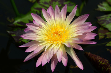 Close-up photos of lotus flowers in bright and beautiful colors in natural beauty.