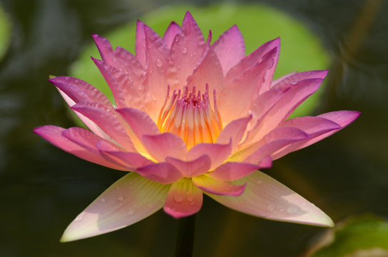 Close-up photos of lotus flowers in bright and beautiful colors in natural beauty.
