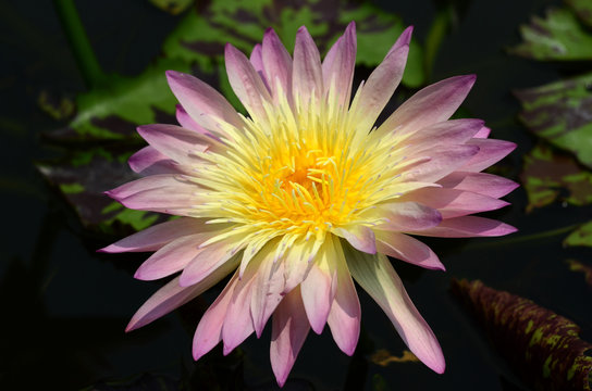 Close-up photos of lotus flowers in bright and beautiful colors in natural beauty.