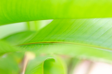 Blurred close up green leaves, nature concept background, outdoor day light