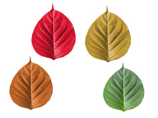 set of utumn leaf on white background