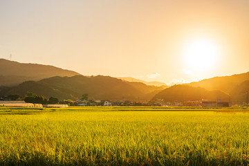 日本の夕日が降り注ぐ稲