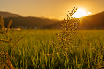 日本の夕日が降り注ぐ稲