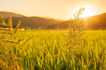 日本の夕日が降り注ぐ稲