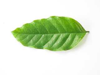 Fototapeta na wymiar fresh green coffee leaf on white background