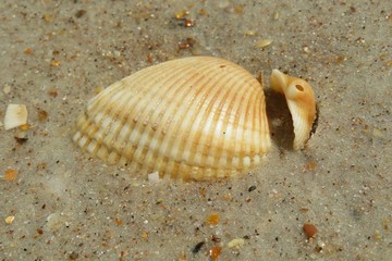 Seashells on sand background in Atlantic coast of North Florida