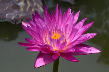 Take close-up pictures of lotus flowers in bright colors and see beautiful petals arranged naturally.