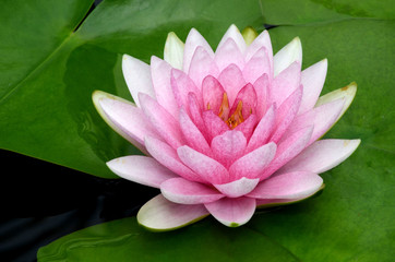 Take close-up pictures of lotus flowers in bright colors and see beautiful petals arranged naturally.