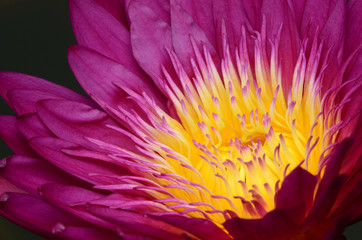 Obraz premium Take close-up pictures of lotus flowers in bright colors and see beautiful petals arranged naturally.
