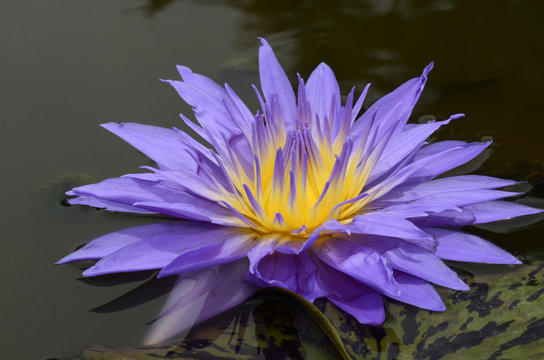 Take close-up pictures of lotus flowers in bright colors and see beautiful petals arranged naturally.