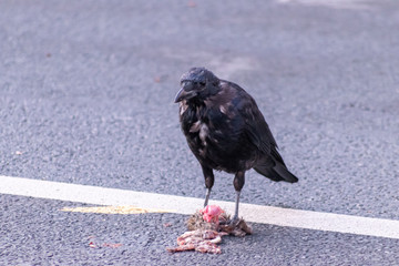 Schwarzer Rabe, Krähe oder Dohle beim Ausweiden einer toten Ratte die im Straßenverkehr von einem Auto überfahren wurde zeigt den Aasfresser auf der Straße in Aktion