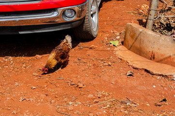 Hen Eating From Ground.