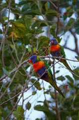 Rainbow Lorikeets