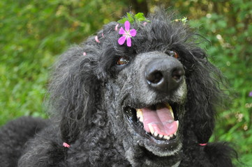 Portrait of a big black poodle with a purple flower on his head on a blurred forest background
