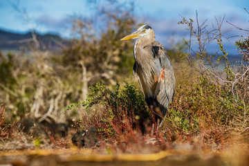 Galapagos - Great blue heron adult on Galapagos Islands. Amazing bird animals wildlife nature of...