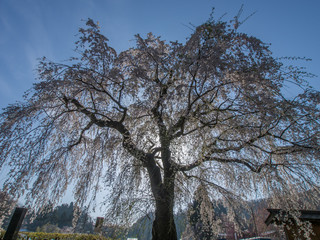 角館　しだれ桜