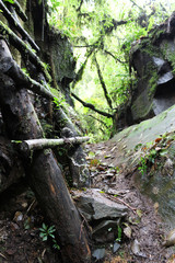 Fototapeta premium wall rock in the forest