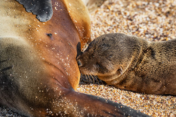 Galapagos islands wildlife sea lion pup breastfeeding closeup of female sea lion mom with baby on...