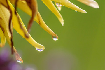 Regentropfen nach einem Sommerregen oder Herbstregen lassen Tropfen an Pflanzen, Blüten und...