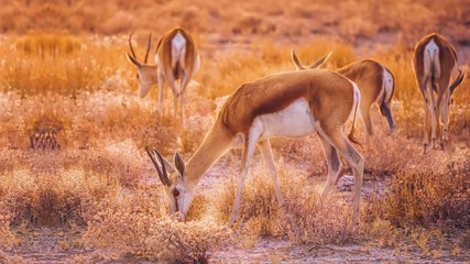 A small herd of springbok browsing in beautiful soft morning light, in Etosha National Park, Namibia.