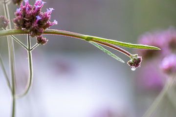Blüte und Blumenstengel mit Wassertropfen nach Sommerregen zeigt die Frische und Erfrischung in der Natur und das Lebenselixier Wasser in schönster Form mit copy space und unscharfem Hintergrund