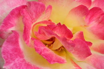 Beautiful yellow pink rose flower for background