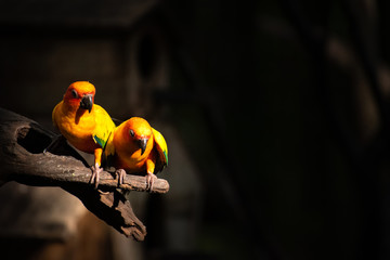 Beautiful parrot, Sun Conure on tree branch