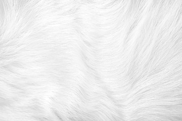 Fluffy fur dog short smooth texture seamless patterns white or gray background