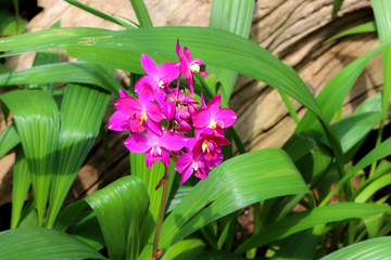 Pink orchids flower in the green garden