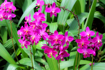 Pink orchids flower in the green garden