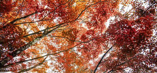 Autumn maple leaf  nature fresh background