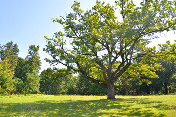 Fototapeta na wymiar Old oak tree in the park.