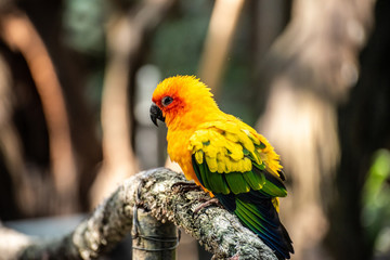 Beautiful parrot, Sun Conure on tree branch