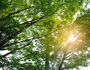 Fototapeta premium maple leaf in rain forest with sunlight