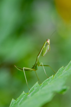 Macro of Female Praying Mantis