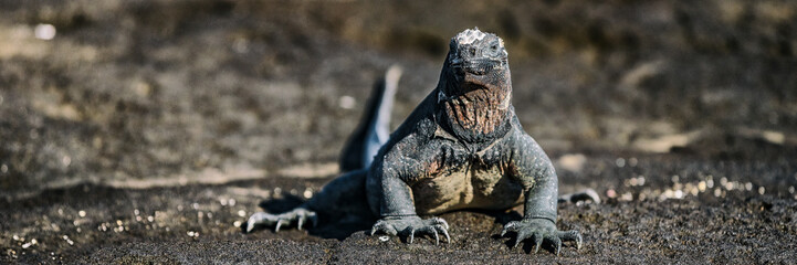 Galapagos Iguana in Galapagos Islands. Panoramic banner. Marine iguana is an endemic species in...