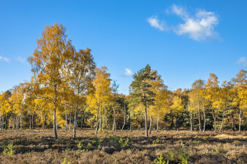 Fototapeta premium Yellow colored deciduous birch trees