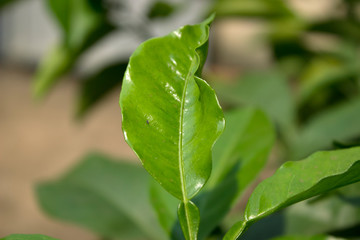 green leaves of plant