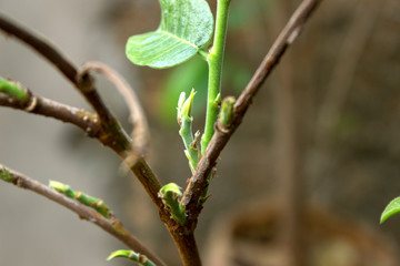 branch of tree with buds in spring