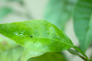 green leaf with drops of water and a bug