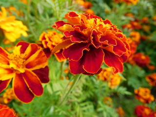 Tagetes marigold flowers on blurry background