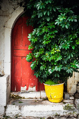 Potted plant outside closed door of house