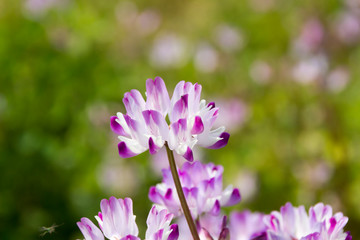 Fototapeta premium レンゲソウ／木曽三川公園センター／岐阜県海津市