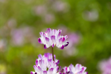 レンゲソウ／木曽三川公園センター／岐阜県海津市
