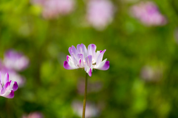 Obraz premium レンゲソウ／木曽三川公園センター／岐阜県海津市
