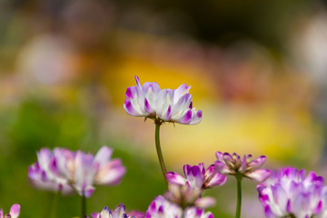 レンゲソウ／木曽三川公園センター／岐阜県海津市