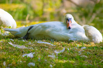 Swan Sleeping