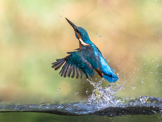Common European Kingfisher emerging abstract